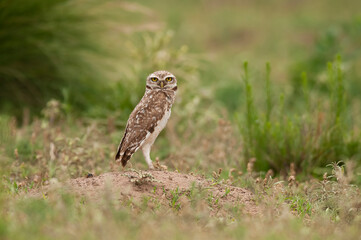 Burrowing Owl in Calden forest environment, La Pampa Province, Patagonia, Argentina.