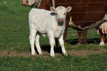 White Shorthorn calf , in Argentine countryside, La Pampa province, Patagonia, Argentina.