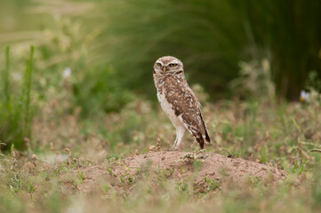 Ferruginous Pygmy owl, Glaucidium brasilianum, Calden forest, La Pampa Province, Patagonia, Argentina.