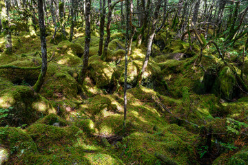 白駒池　苔の森