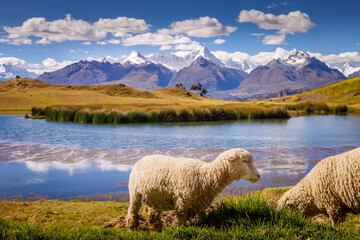 Wilcacocha lake and sheeps in Cordillera Blanca, snowcapped Andes, Ancash, Peru © Aide