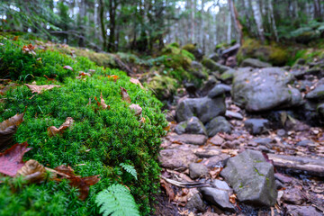 白駒池　苔の森