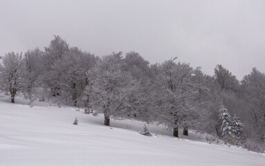 Trees on a snow-covered mountainside, during blizzard. Tree branches are covered with snow.