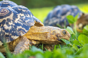 Close up of a cute baby African Leopard Tortoise eating green clovers in a grass field