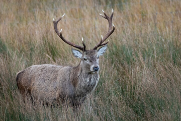 Naklejka na ściany i meble Red deer stag (Cervus elaphus) in the Scottish highlands