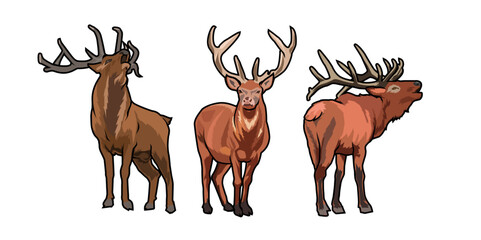 deer vector illustration set