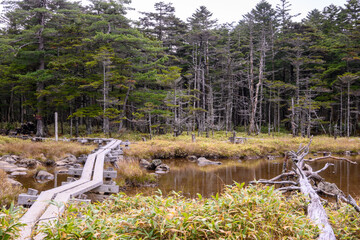 Fototapeta premium 白駒池