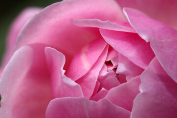 Pink flower head of Rosa chinensis (China rose, Monthly rose), close up macro photography.