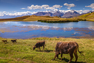 Wilcacocha lake and cows in Cordillera Blanca, snowcapped Andes, Ancash, Peru