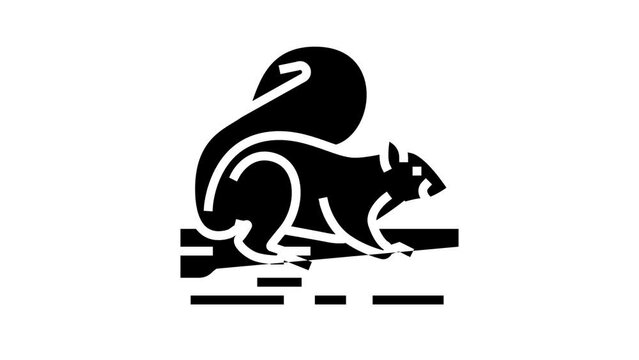 squirrel wild animal glyph icon animation