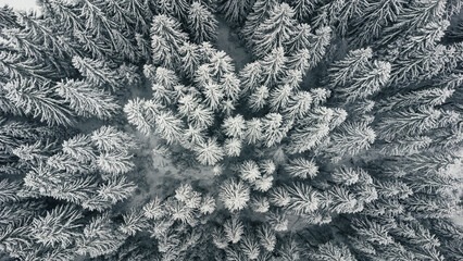 Top view of pine forest in winter, covered with snow.