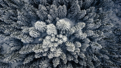 Top view of pine forest in winter, covered with snow.
