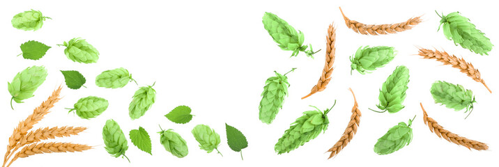 hop cones with ears of wheat isolated on white background with copy space for your text. Top view. Flat lay pattern