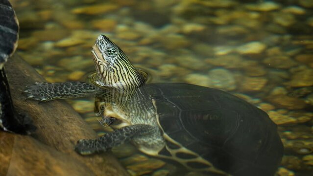 Chinese stripe-necked turtle stick out head out of transparent water pond - profile view