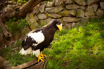 Big bird of prey eagle with a yellow beak behind a metal mesh in a zoo