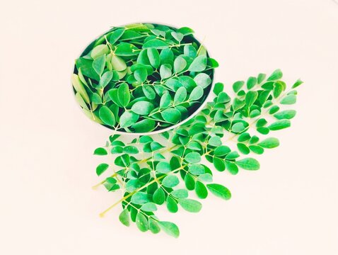 Moringa leaves moringa oleifera tree green leaf and small branches of drumsticktree horseradishtree  ben oil benzolive tree plantpart suhanjana pattay closeup view image picture stock photo