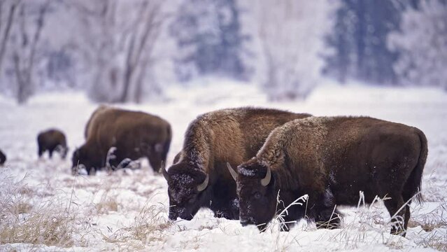 Bison grazing in field during winter in Wyoming in the Grand Tetons.