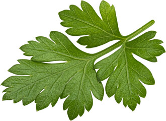 Parsley leaf isolated