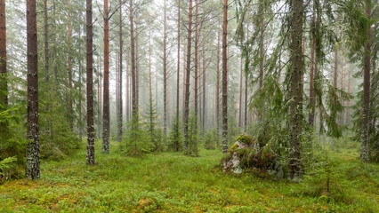 Obraz premium Tree forest landscape. Forest therapy and stress relief