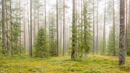 Tree forest landscape. Forest therapy and stress relief