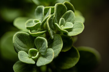Close up of a Marjoram plant. Marjoram is an aromatic herb in the mint family.