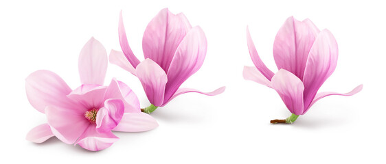 Obraz na płótnie Canvas Pink magnolia flower isolated on white background with full depth of field