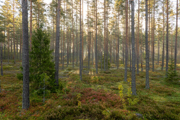 Tree forest landscape. Forest therapy and stress relief