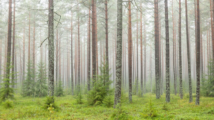 Tree forest landscape. Forest therapy and stress relief