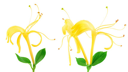 honeysuckle flower isolated on white background with full depth of field