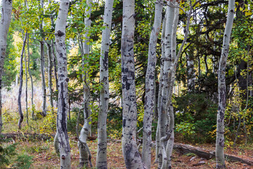 Fototapeta premium Trees at Grand Teton National Park. Wyoming. Usa.