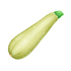 Zucchini isolated on transparent background 