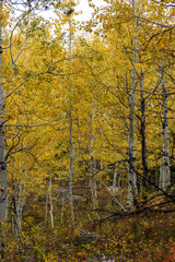 Trees with fall colors  at Grand Teton National Park. Wyoming. Usa.