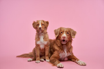 adult dog mother with a puppy. Nova Scotia duck tolling retriever on a pink background. happy family