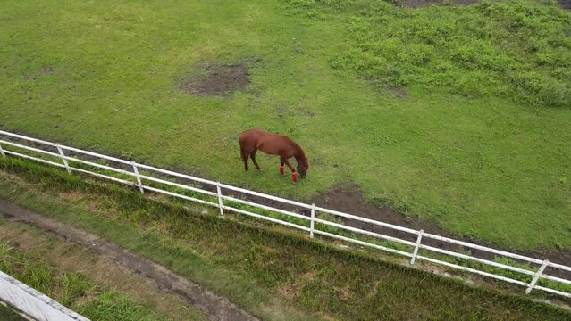 Aerial view of a horse eating in a field