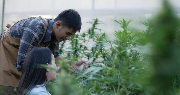 Handheld shot, young man while explaining marijuana cultivation to young woman while working in plant grow tent
