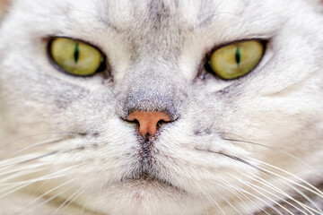 Close-up of a cat's muzzle. Scottish cat with green eyes.