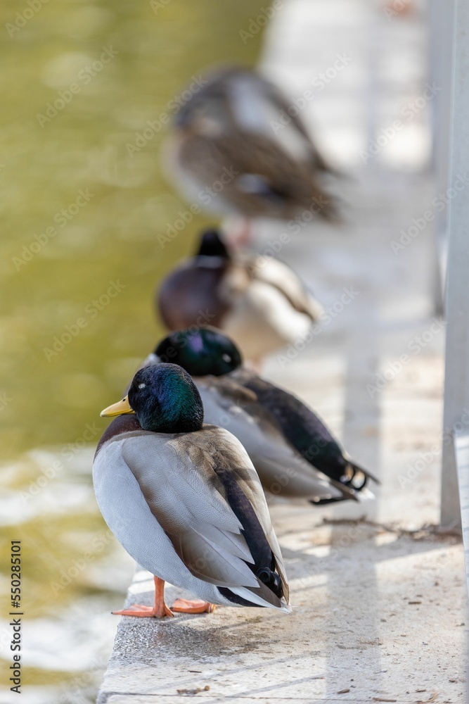 Wall mural Vertical shot of group of mallard ducks standing near pond on sunny day with blurry background