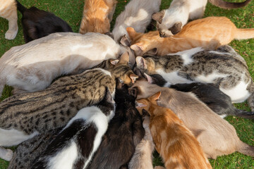 Colony of cats feeding. Feral cats living outdoors. A big group of stray cats eating together. Wild cats forming a circle.