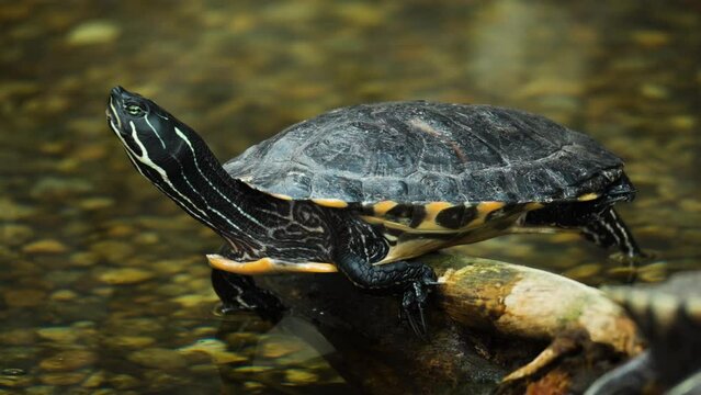 Yellow-bellied slider turtle lying on log by the pond