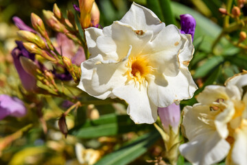 flores blancas de un laurel de jardín