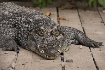 Crocodile on the wooden floor. Close up portrait