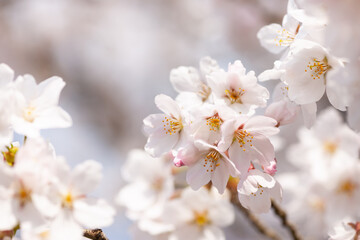 桜１０