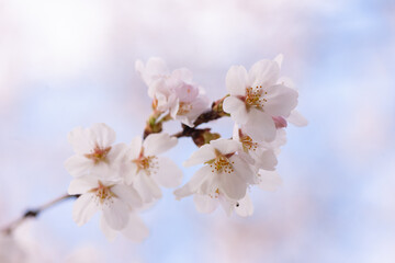Obraz premium 桜５