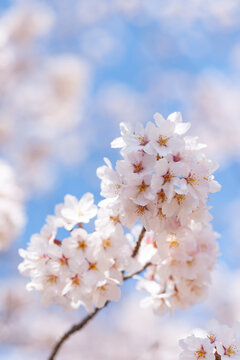 穏やかな春 © tomiyama