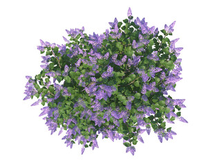Common Lilac top view png alpha channel