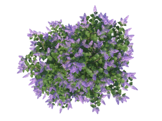 Common Lilac top view png alpha channel