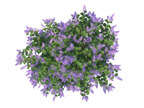Common Lilac top view png alpha channel