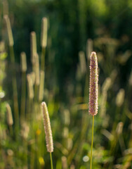 Flowers of plantain in early morning sun.