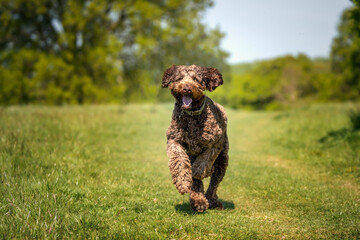 Big Giant Brown Labradoodle running directly towards the camera