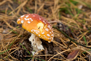 mushroom close-up macro in the forest